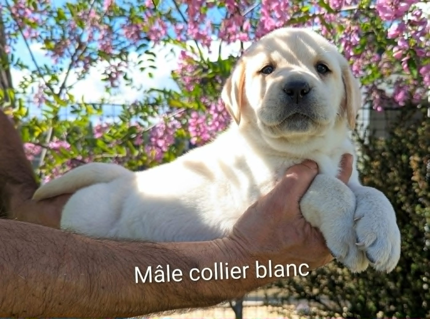 Du Domaine Charlésien - Chiots disponibles - Labrador Retriever