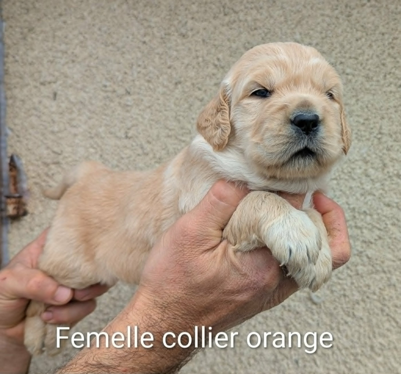 Du Domaine Charlésien - Chiots disponibles - Golden Retriever