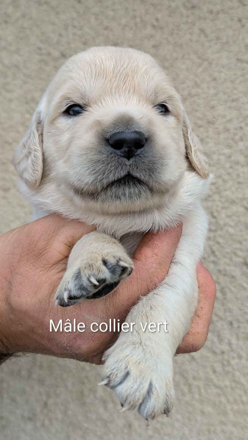 Du Domaine Charlésien - Chiots disponibles - Golden Retriever