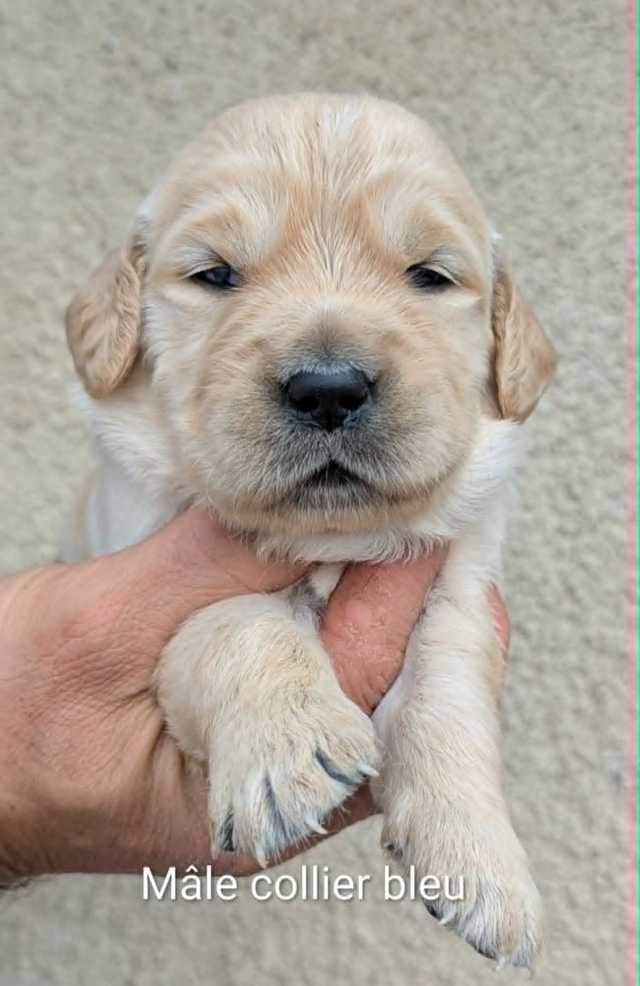 Du Domaine Charlésien - Chiots disponibles - Golden Retriever