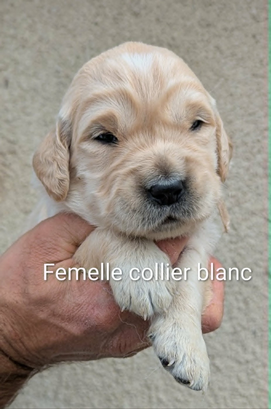 Du Domaine Charlésien - Chiots disponibles - Golden Retriever
