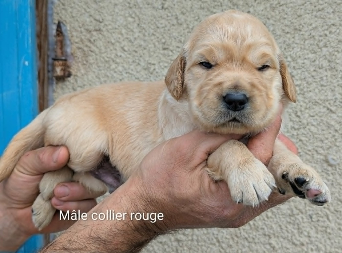 Du Domaine Charlésien - Chiots disponibles - Golden Retriever