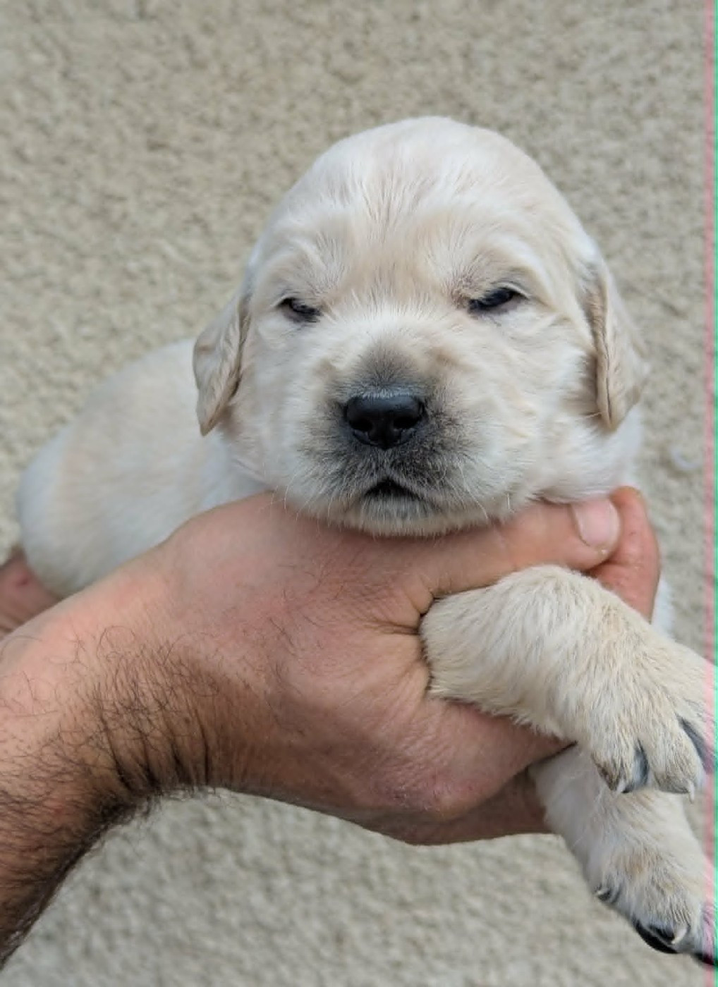 Du Domaine Charlésien - Chiots disponibles - Golden Retriever