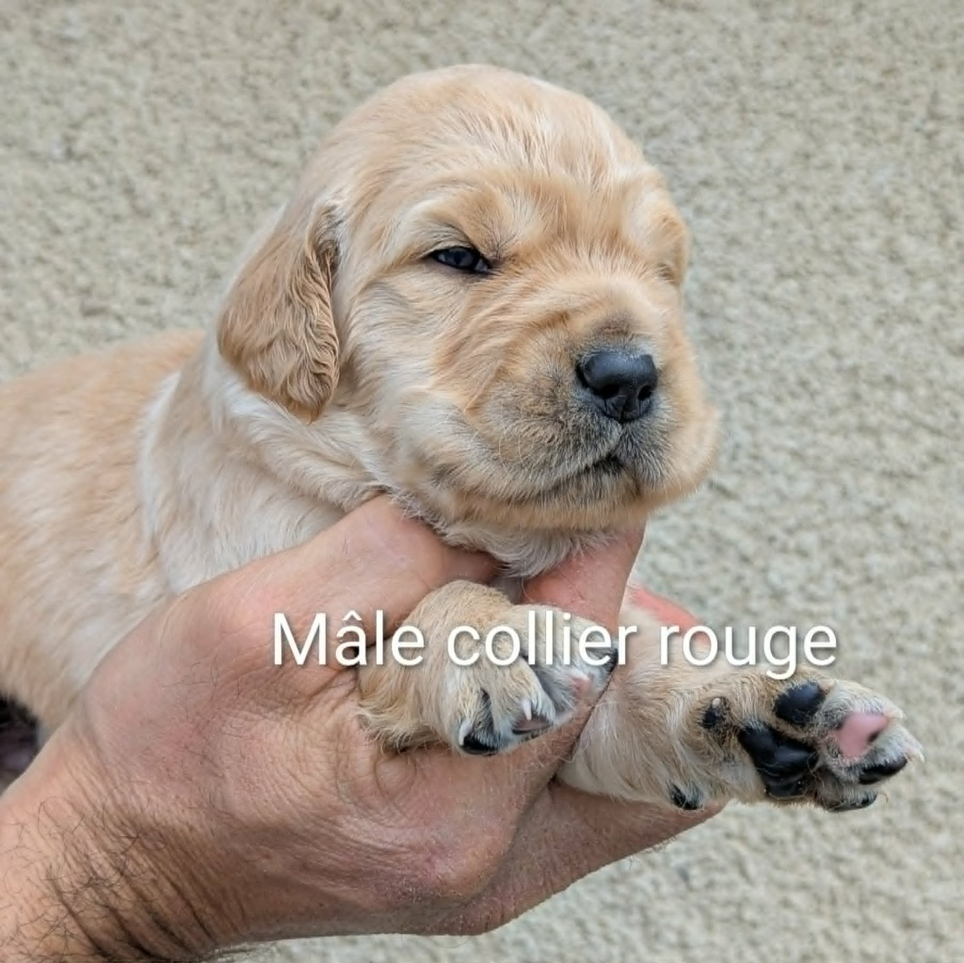 Chiot Golden Retriever Du Domaine Charlésien