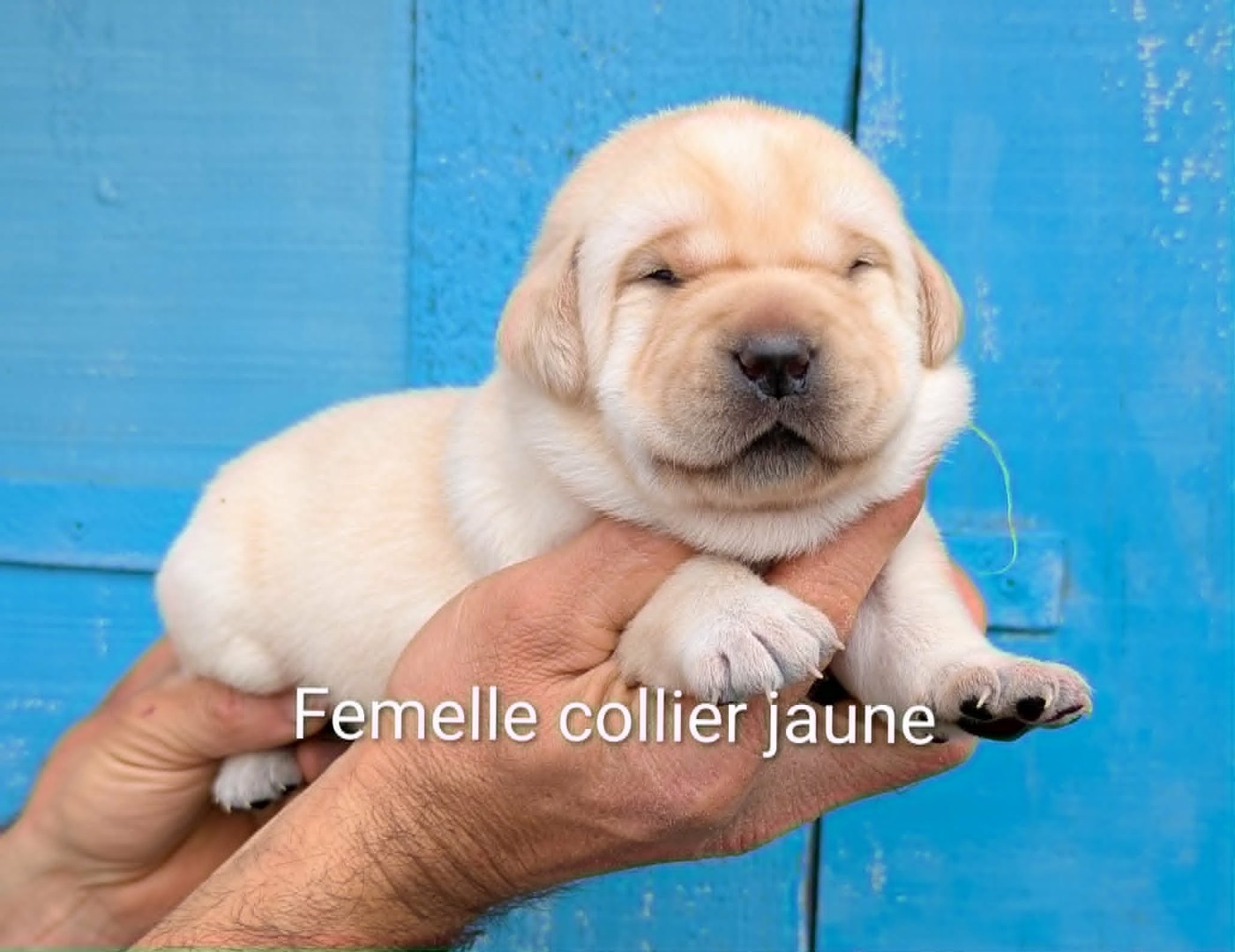 Du Domaine Charlésien - Chiots disponibles - Labrador Retriever