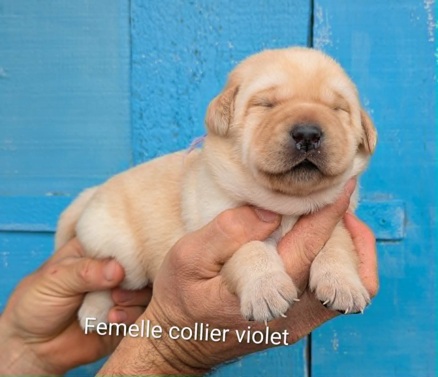 Du Domaine Charlésien - Chiots disponibles - Labrador Retriever