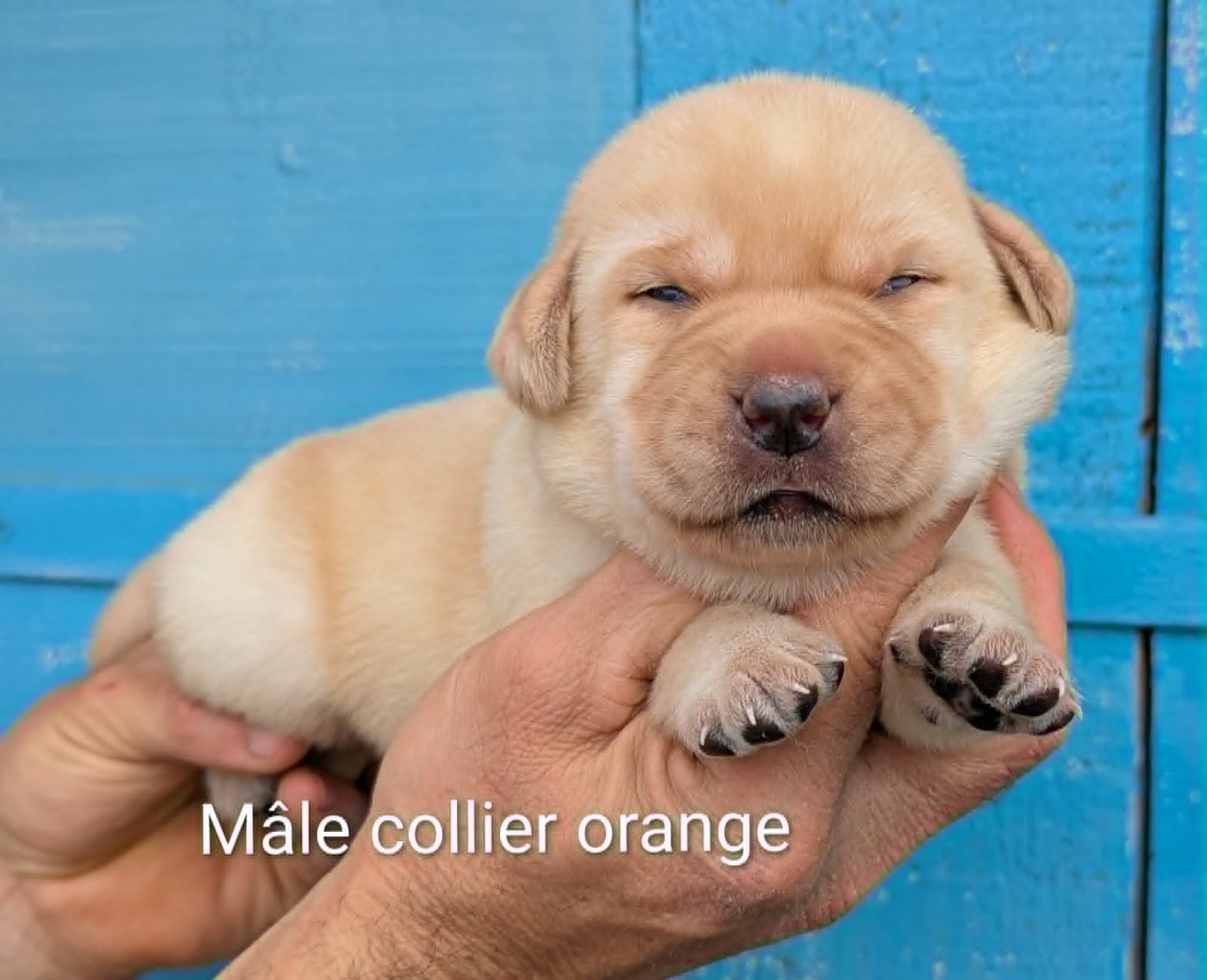 Du Domaine Charlésien - Chiots disponibles - Labrador Retriever