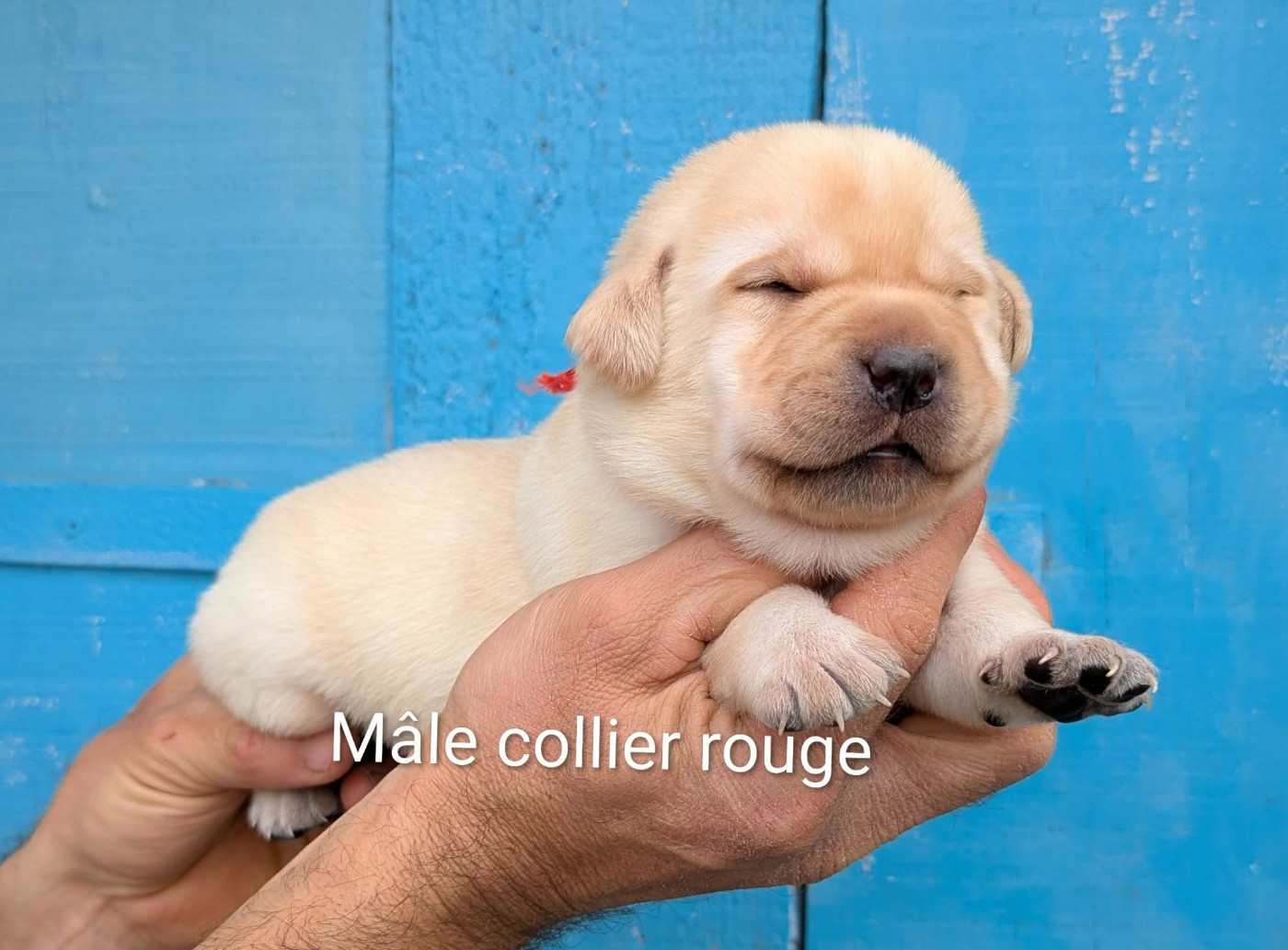 Du Domaine Charlésien - Chiots disponibles - Labrador Retriever