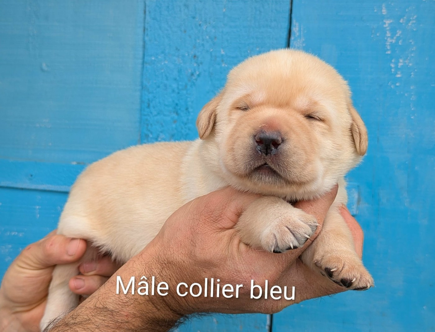 Du Domaine Charlésien - Chiots disponibles - Labrador Retriever