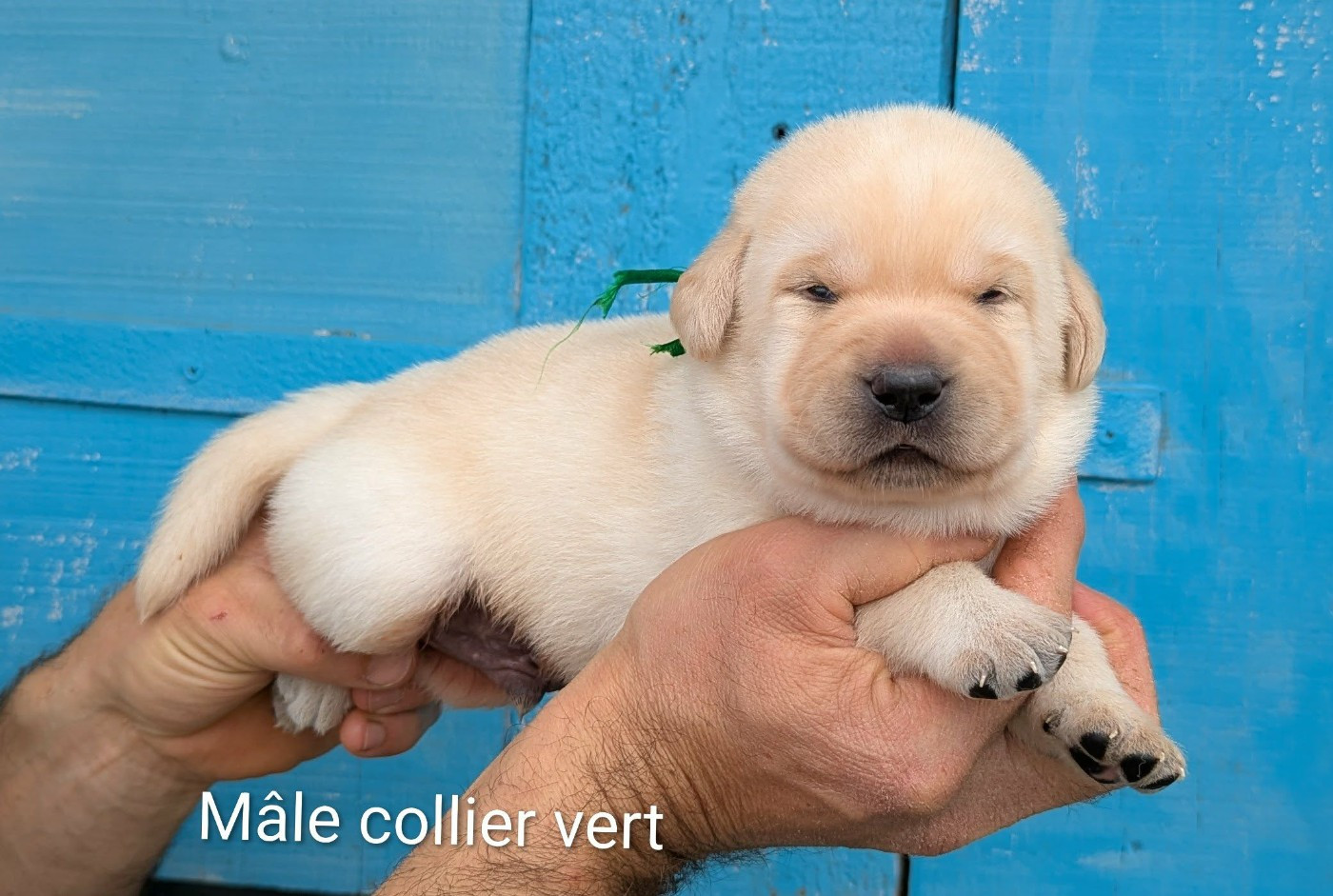 Du Domaine Charlésien - Chiots disponibles - Labrador Retriever