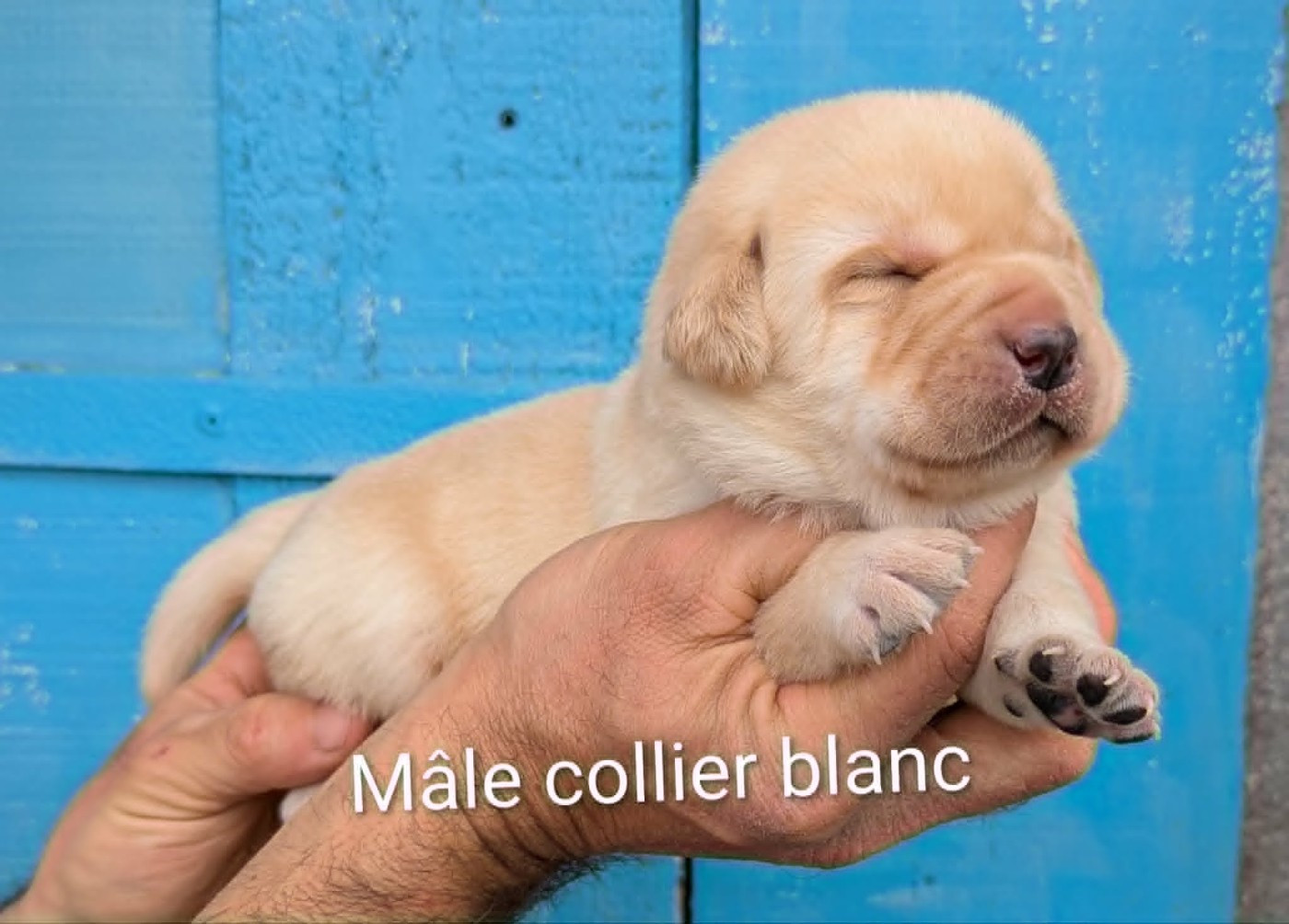 Du Domaine Charlésien - Chiots disponibles - Labrador Retriever