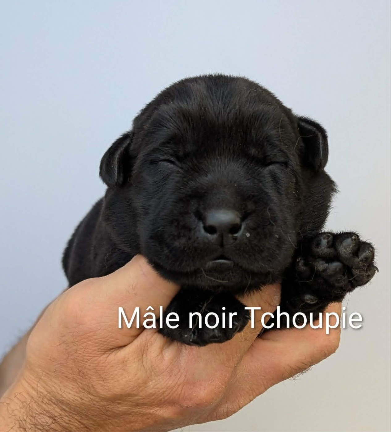 Du Domaine Charlésien - Chiots disponibles - Labrador Retriever