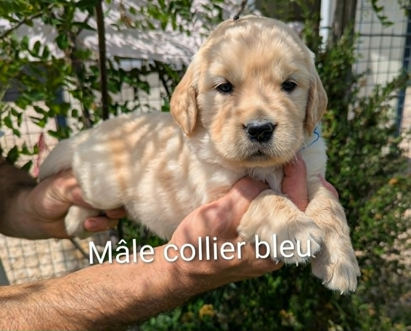 Du Domaine Charlésien - Chiots disponibles - Golden Retriever
