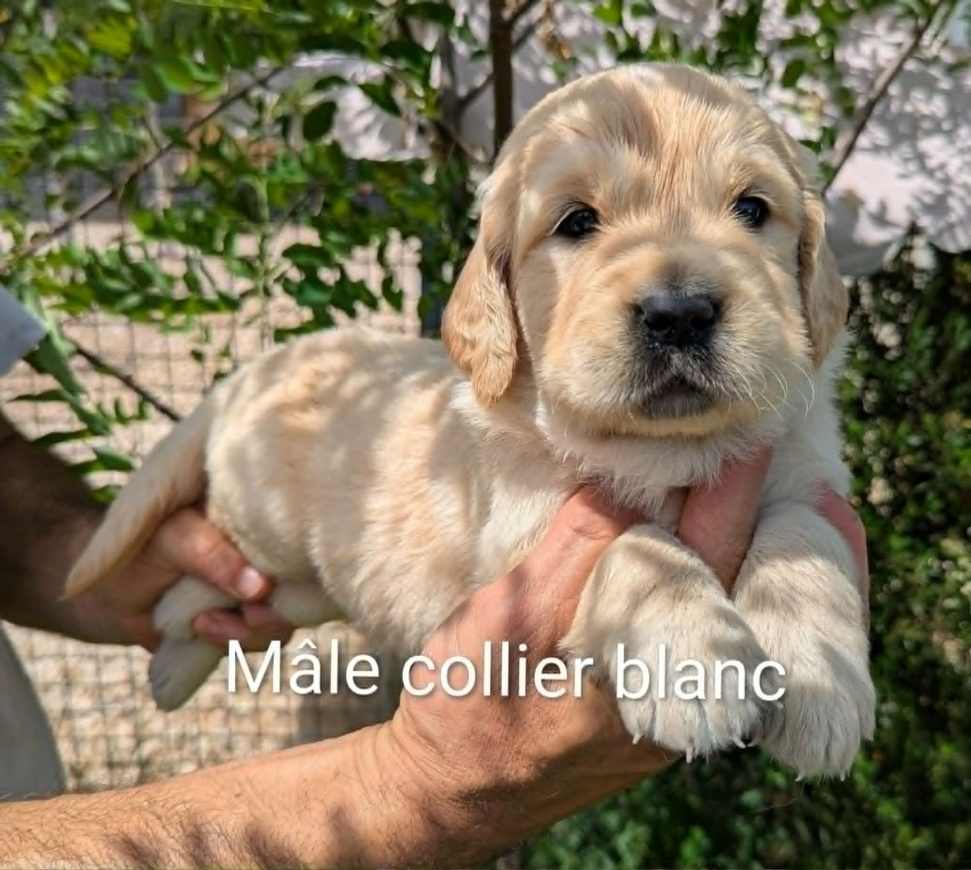 Du Domaine Charlésien - Chiots disponibles - Golden Retriever