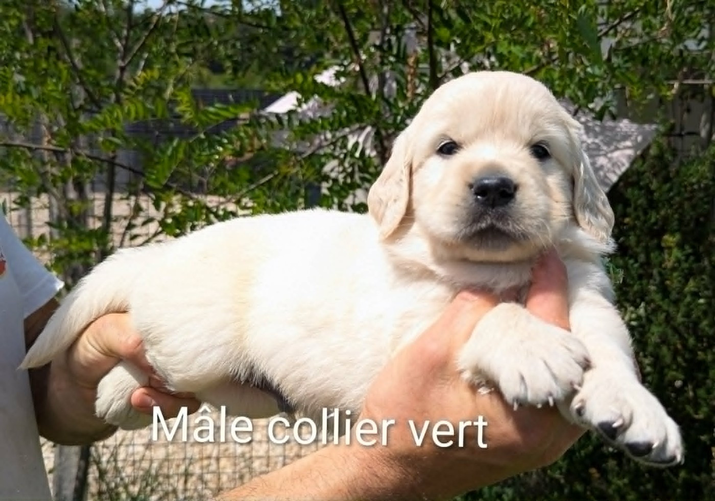 Du Domaine Charlésien - Chiots disponibles - Golden Retriever