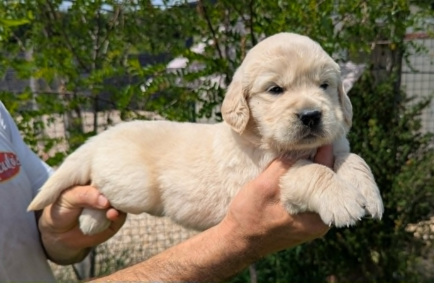 Du Domaine Charlésien - Chiots disponibles - Golden Retriever