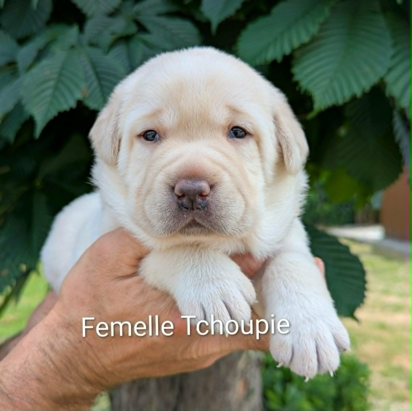 Du Domaine Charlésien - Chiots disponibles - Labrador Retriever