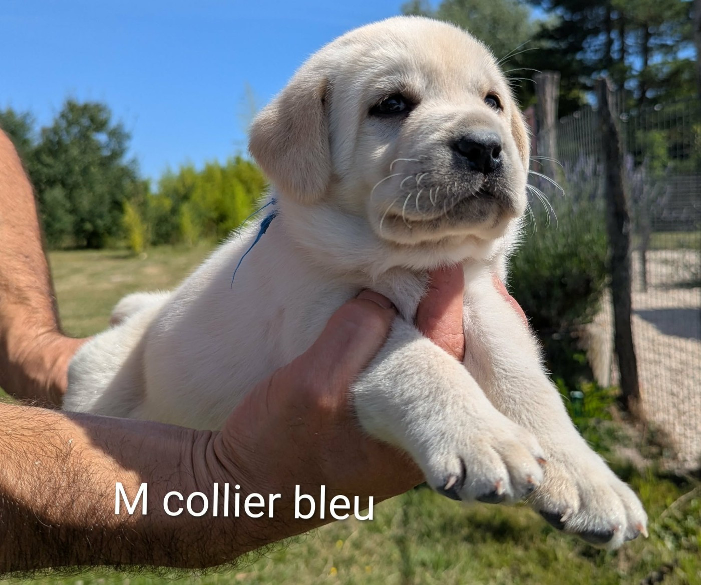 Du Domaine Charlésien - Chiots disponibles - Labrador Retriever