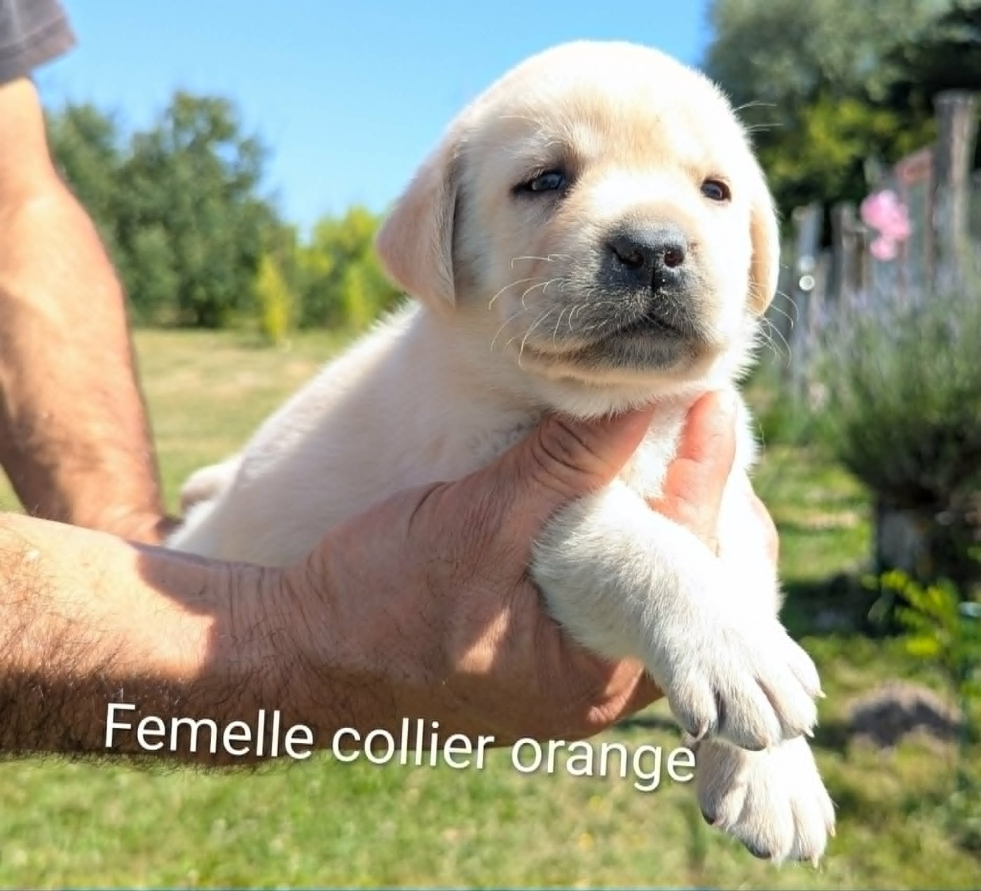 Du Domaine Charlésien - Chiots disponibles - Labrador Retriever
