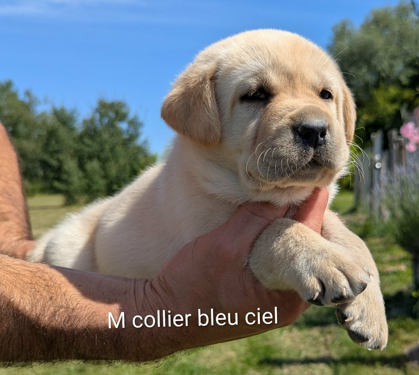 Du Domaine Charlésien - Chiots disponibles - Labrador Retriever