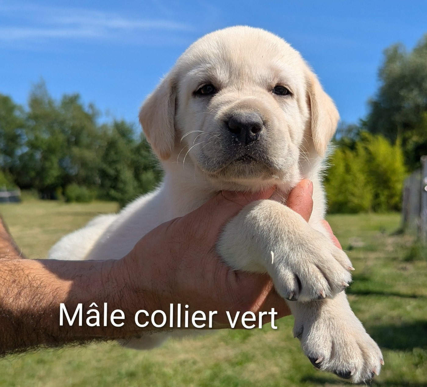 Du Domaine Charlésien - Chiots disponibles - Labrador Retriever