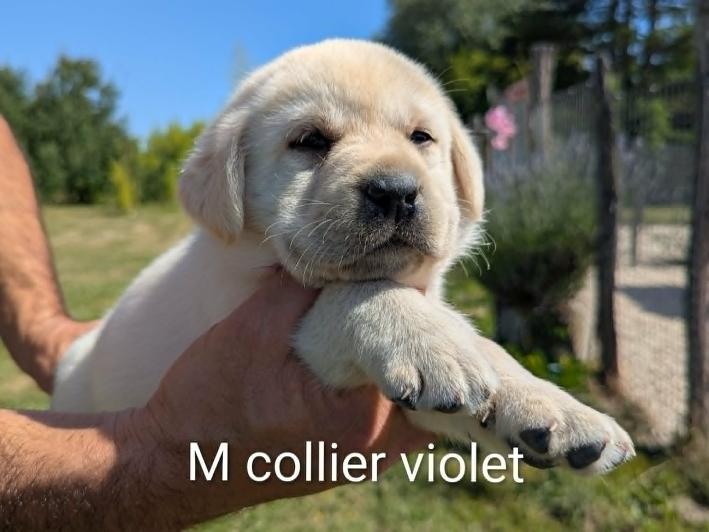 Du Domaine Charlésien - Chiots disponibles - Labrador Retriever