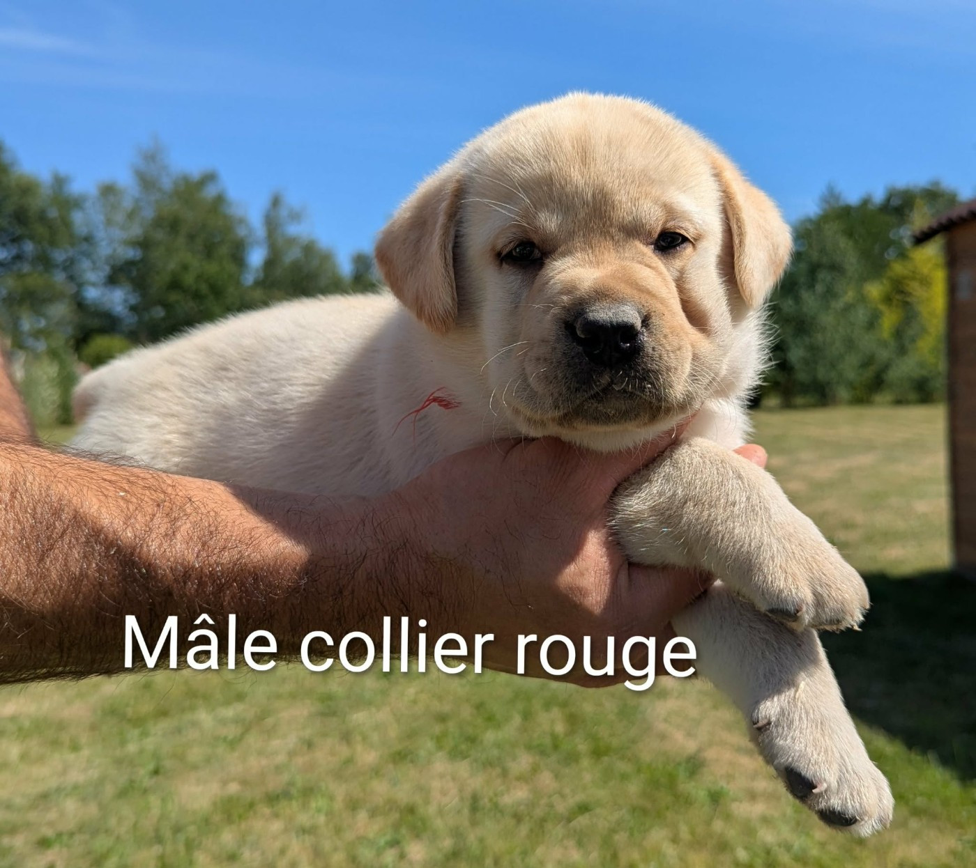 Du Domaine Charlésien - Chiots disponibles - Labrador Retriever