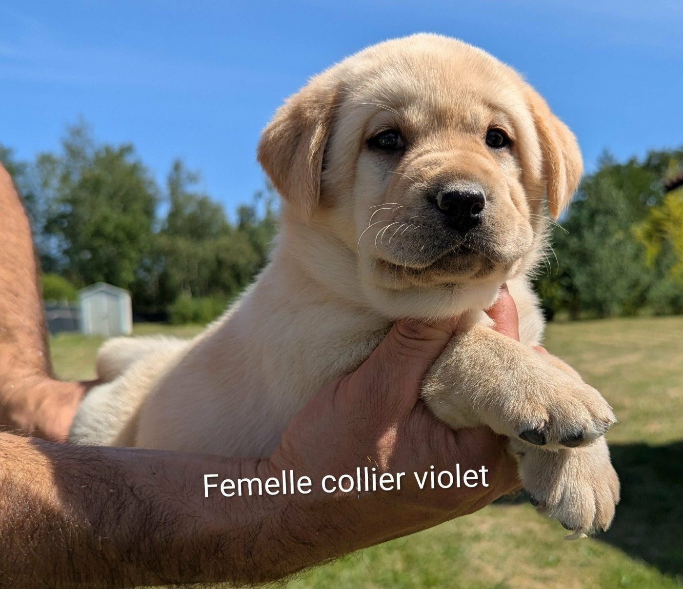 Du Domaine Charlésien - Chiots disponibles - Labrador Retriever