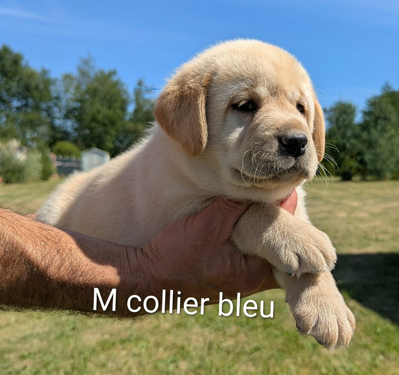 Du Domaine Charlésien - Chiots disponibles - Labrador Retriever