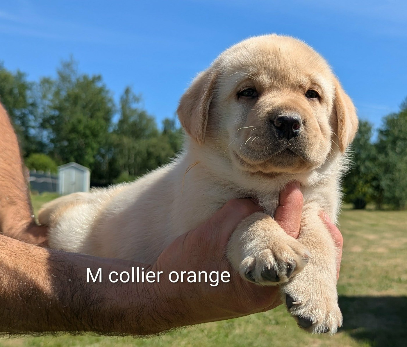 Du Domaine Charlésien - Chiots disponibles - Labrador Retriever