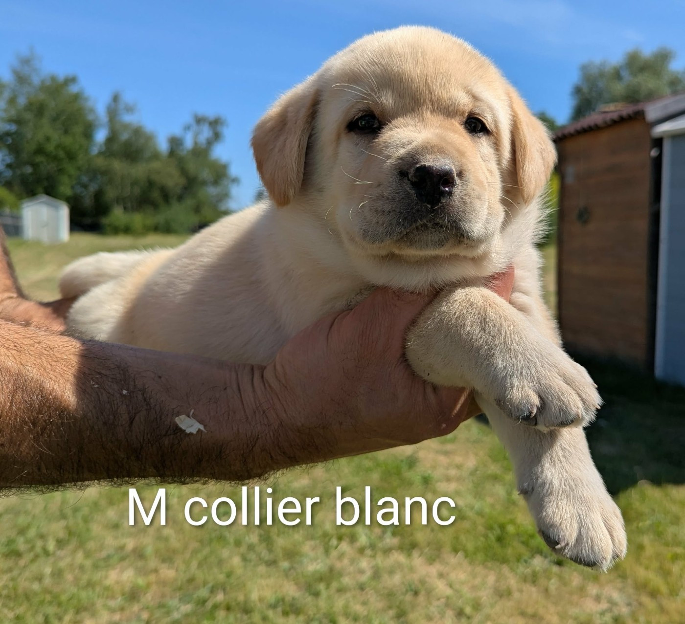 Du Domaine Charlésien - Chiots disponibles - Labrador Retriever