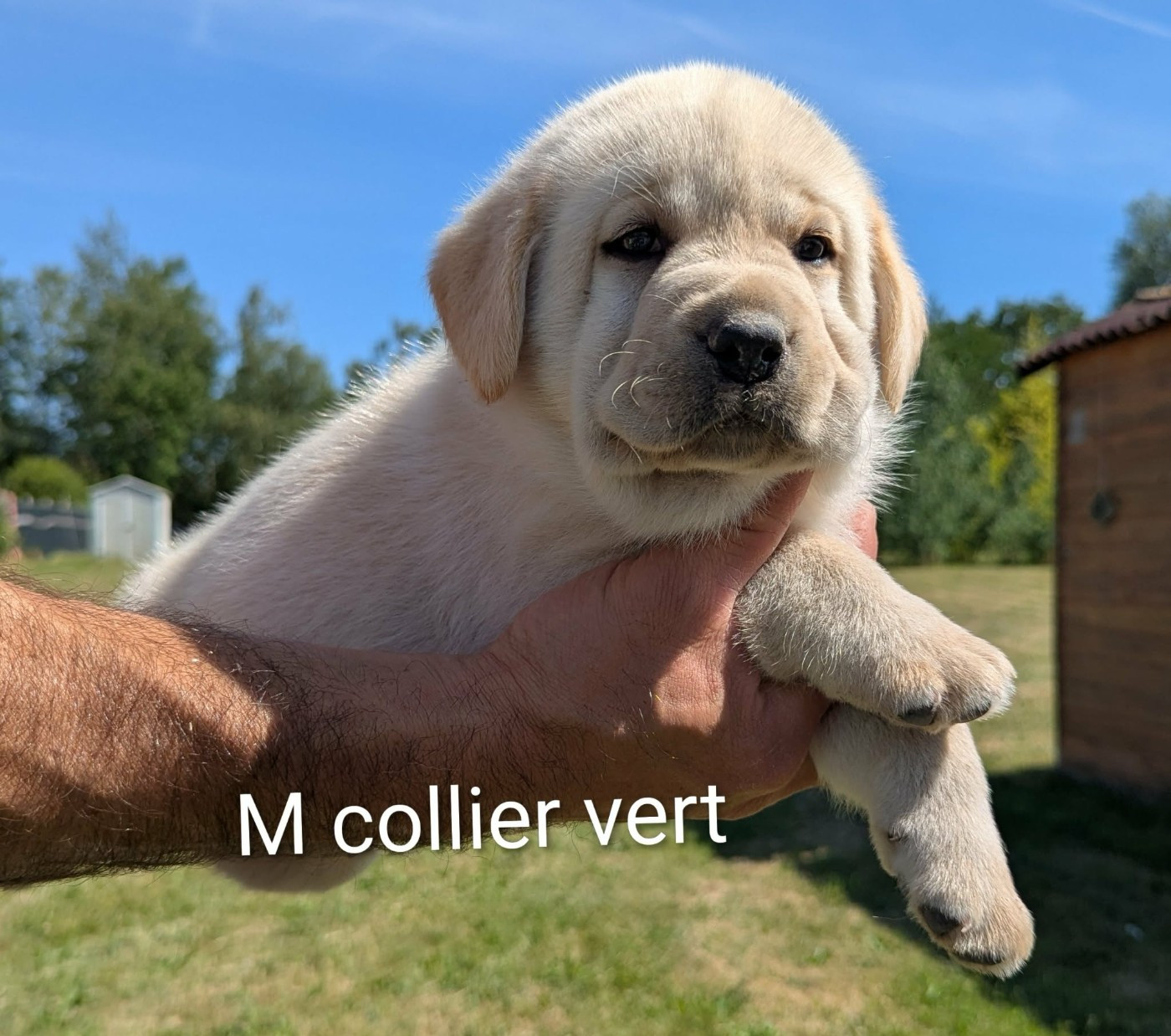 Du Domaine Charlésien - Chiots disponibles - Labrador Retriever