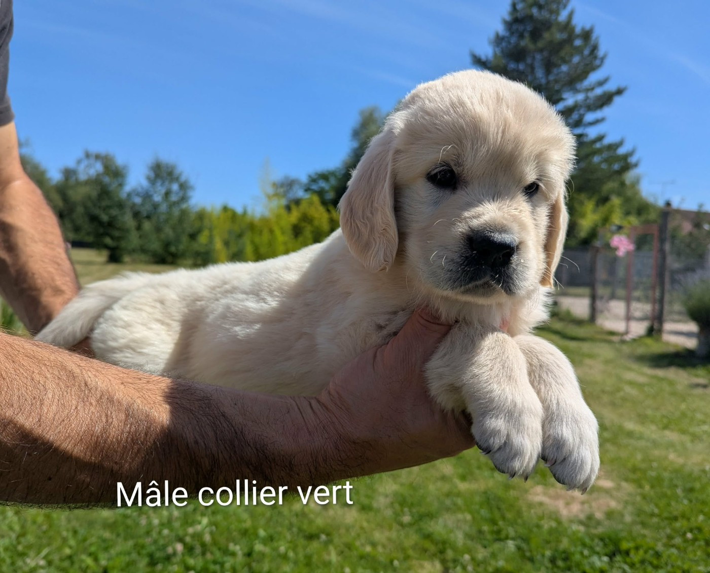 Du Domaine Charlésien - Chiots disponibles - Golden Retriever