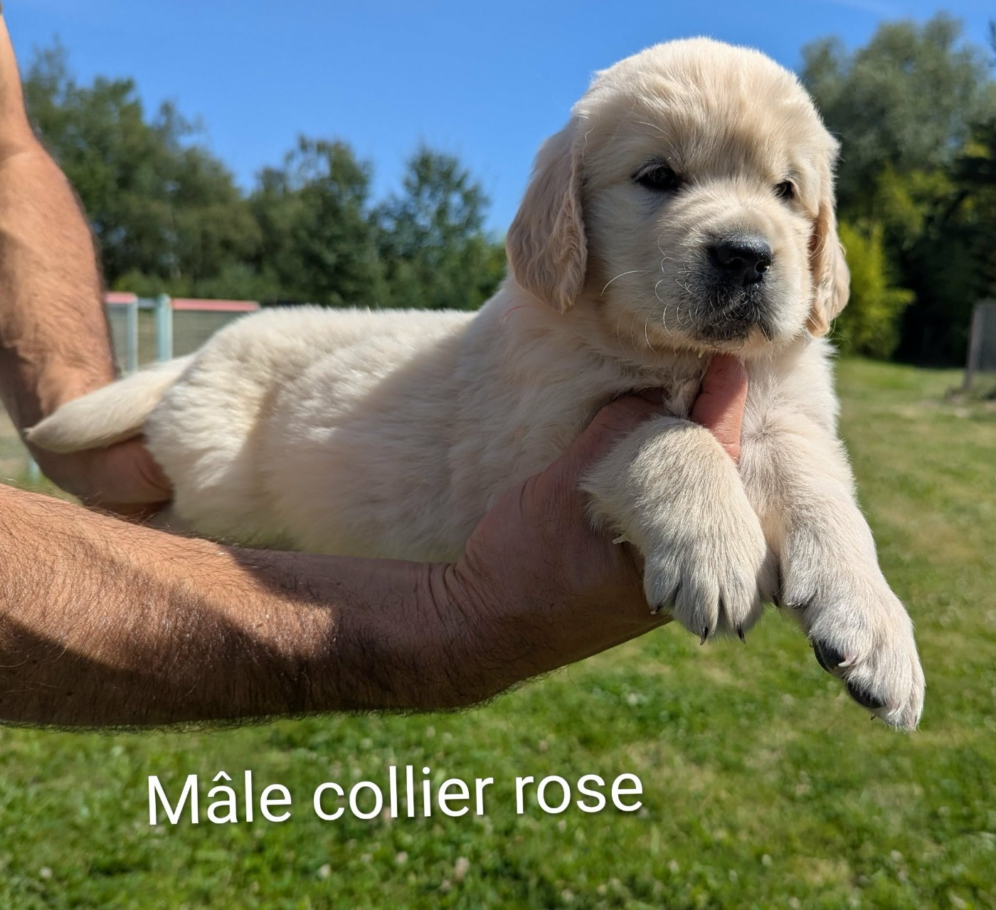 Du Domaine Charlésien - Chiots disponibles - Golden Retriever