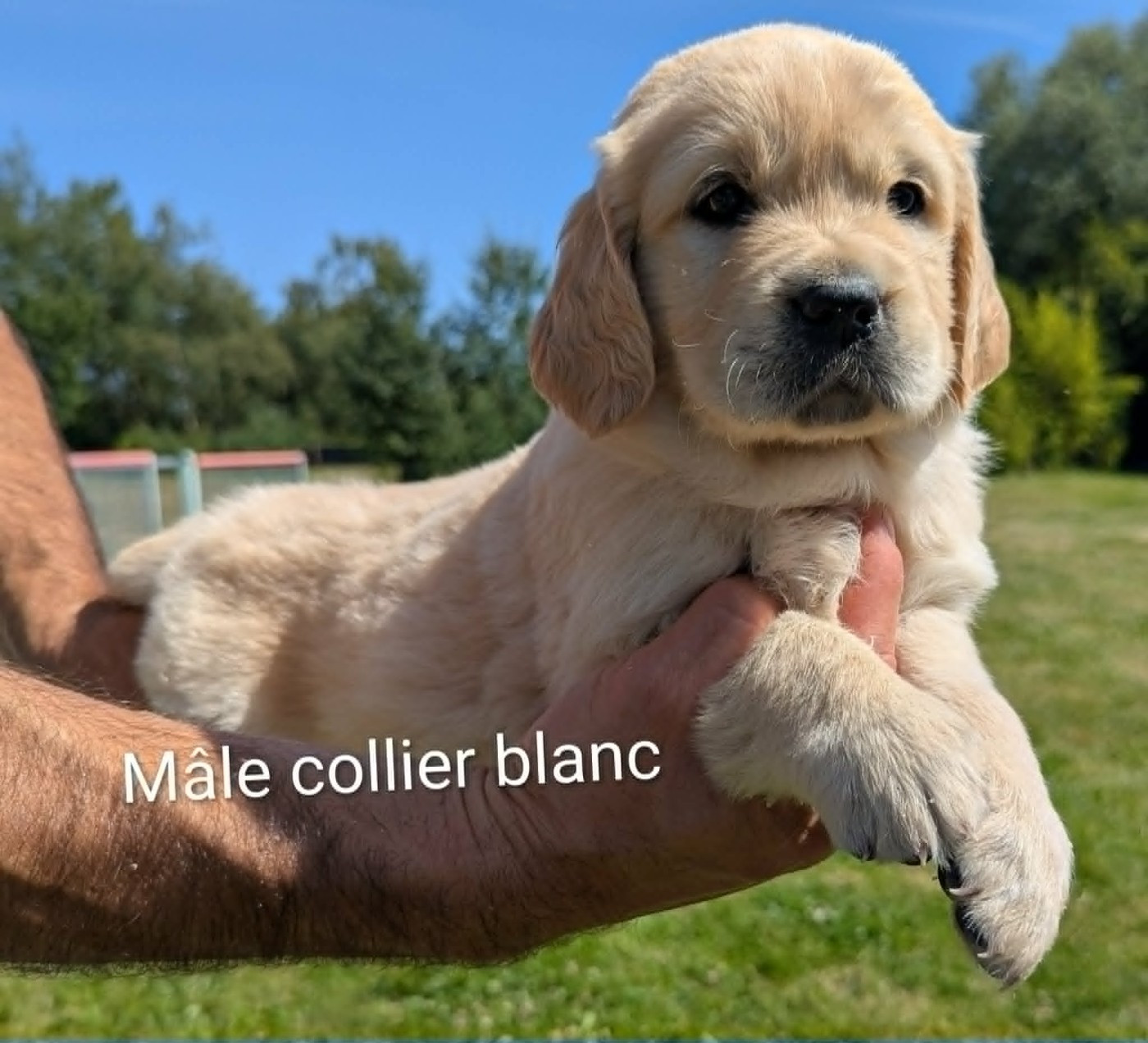 Du Domaine Charlésien - Chiots disponibles - Golden Retriever