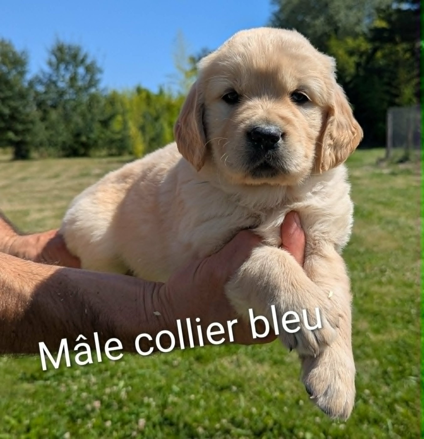 Du Domaine Charlésien - Chiots disponibles - Golden Retriever