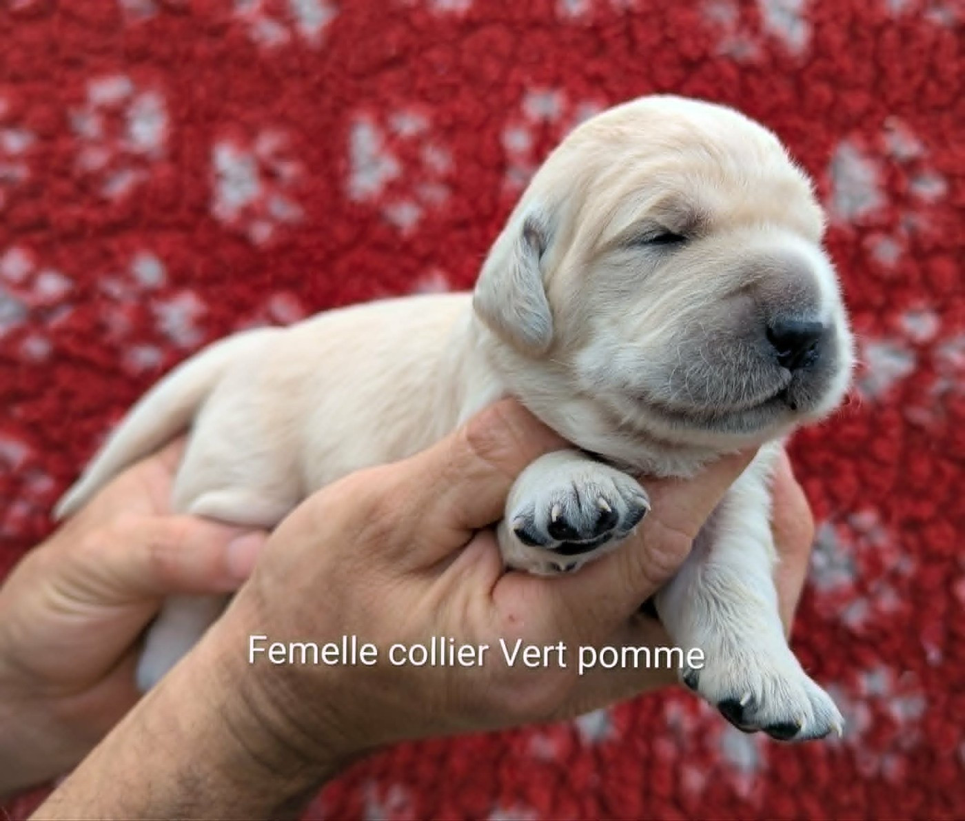 Du Domaine Charlésien - Chiots disponibles - Golden Retriever