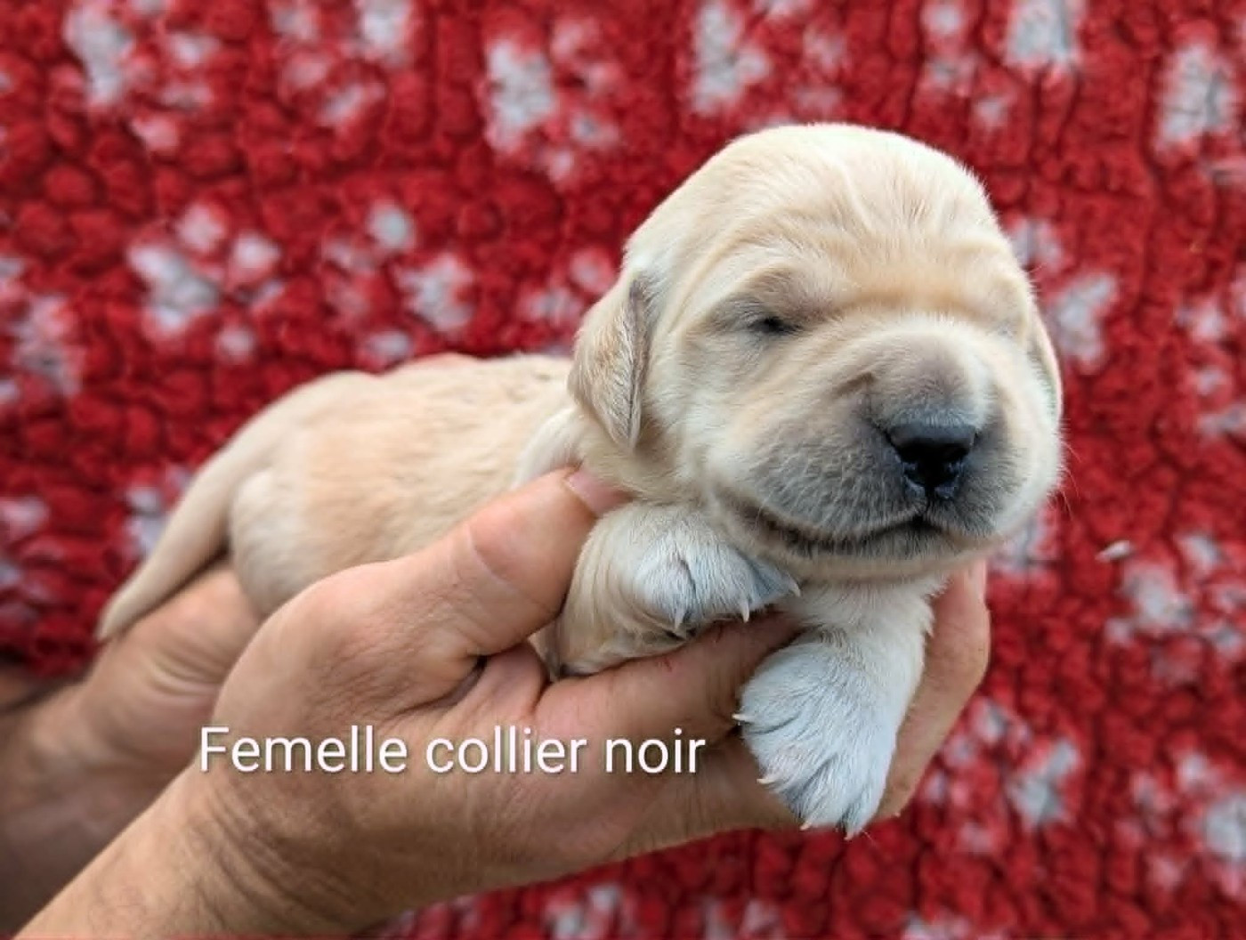 Du Domaine Charlésien - Chiots disponibles - Golden Retriever