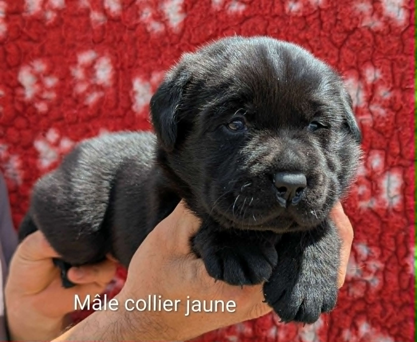 Du Domaine Charlésien - Chiots disponibles - Labrador Retriever