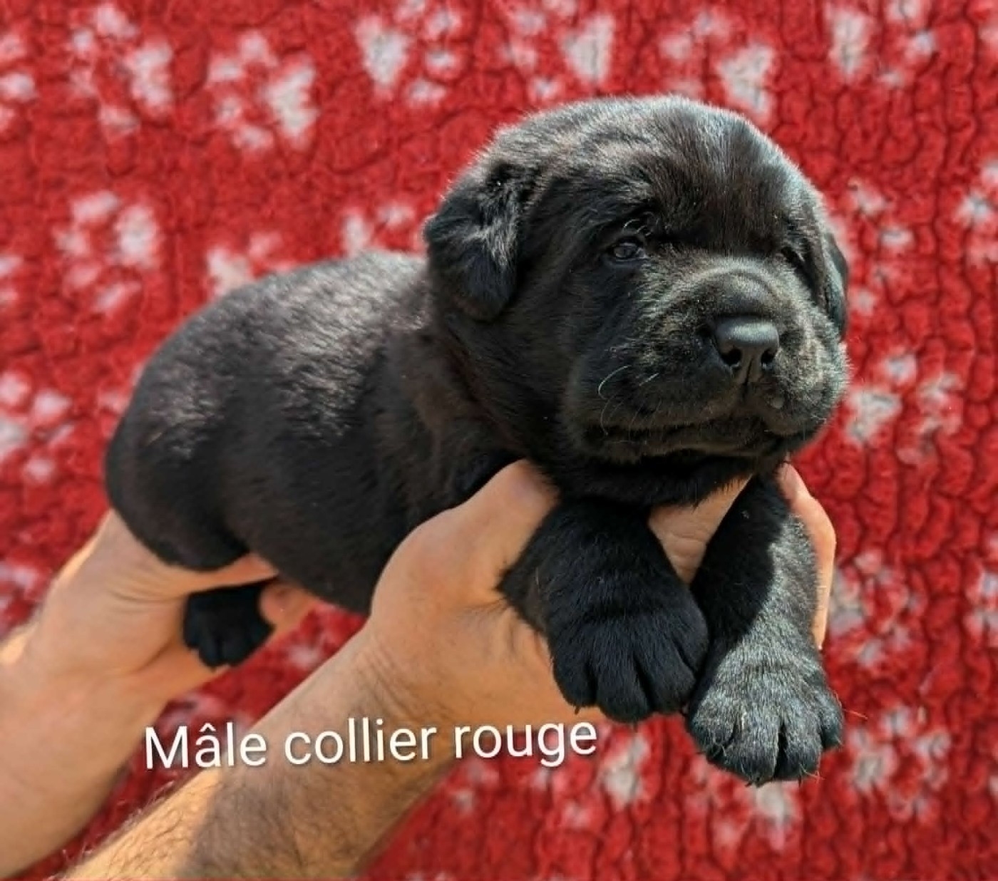 Du Domaine Charlésien - Chiots disponibles - Labrador Retriever