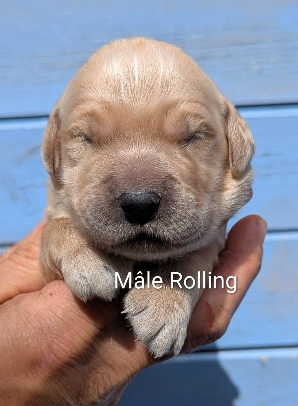 Du Domaine Charlésien - Chiots disponibles - Golden Retriever