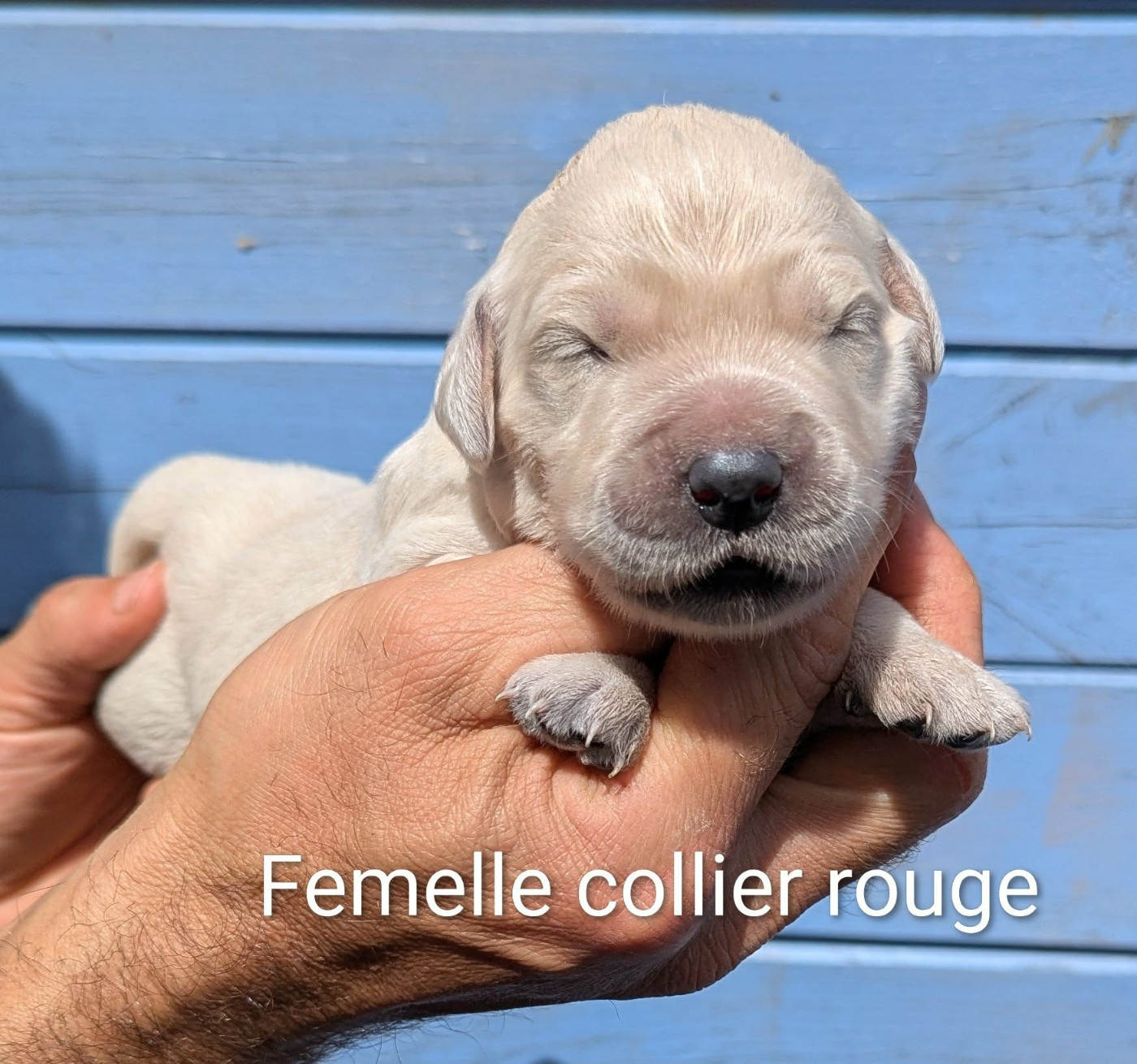 Du Domaine Charlésien - Chiots disponibles - Golden Retriever