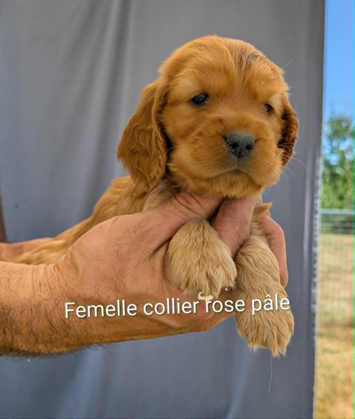 Du Domaine Charlésien - Cocker Spaniel Anglais - Portée née le 14/05/2026
