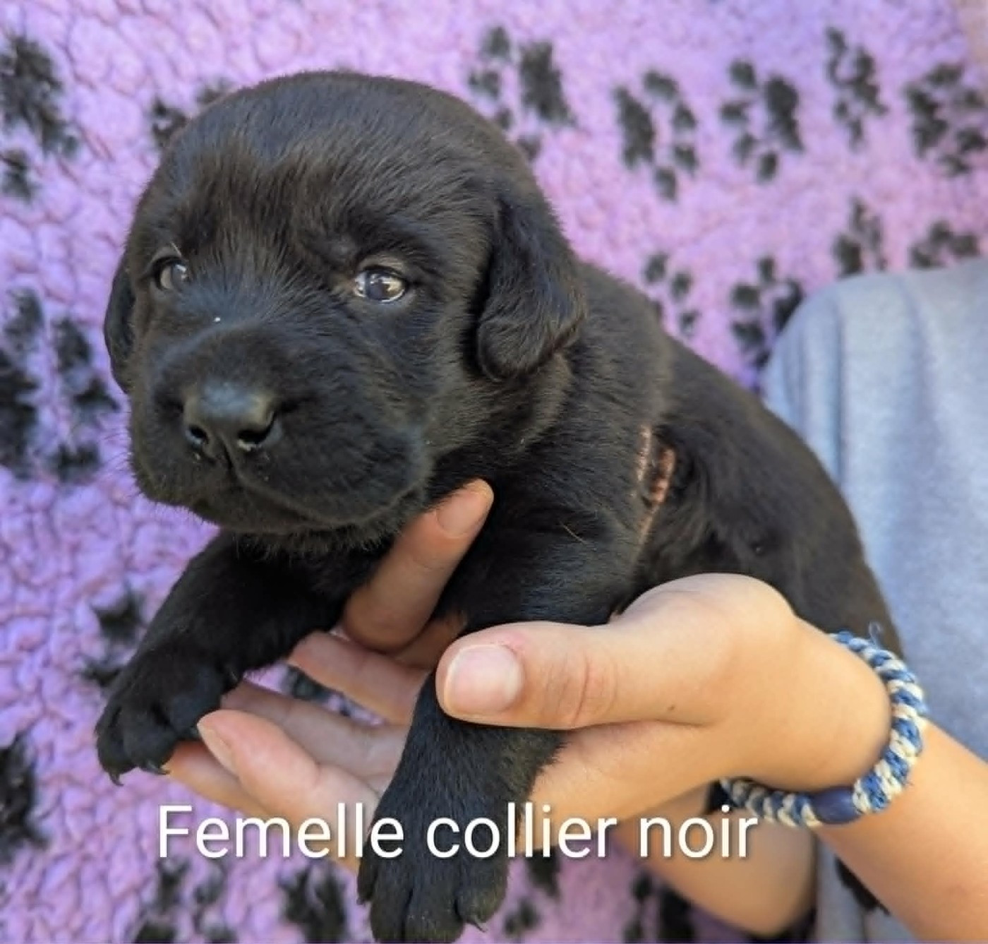 Du Domaine Charlésien - Chiots disponibles - Labrador Retriever