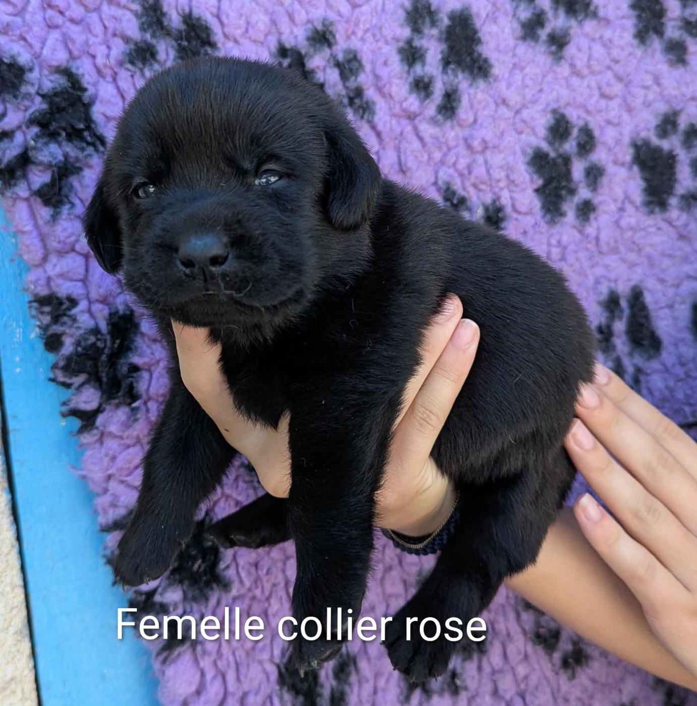 Du Domaine Charlésien - Chiots disponibles - Labrador Retriever