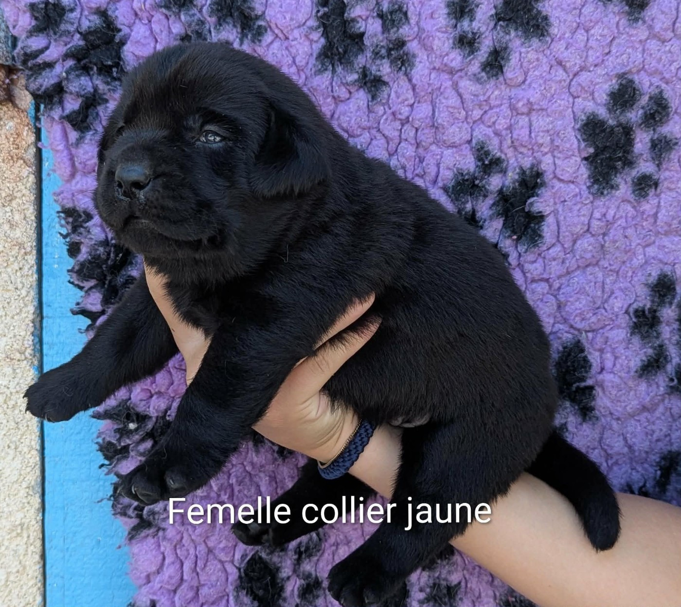 Du Domaine Charlésien - Chiots disponibles - Labrador Retriever