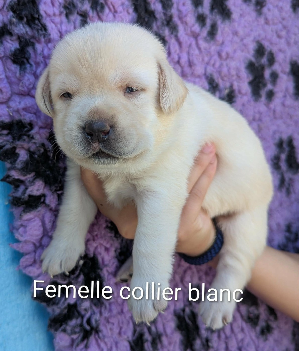 Du Domaine Charlésien - Chiots disponibles - Labrador Retriever
