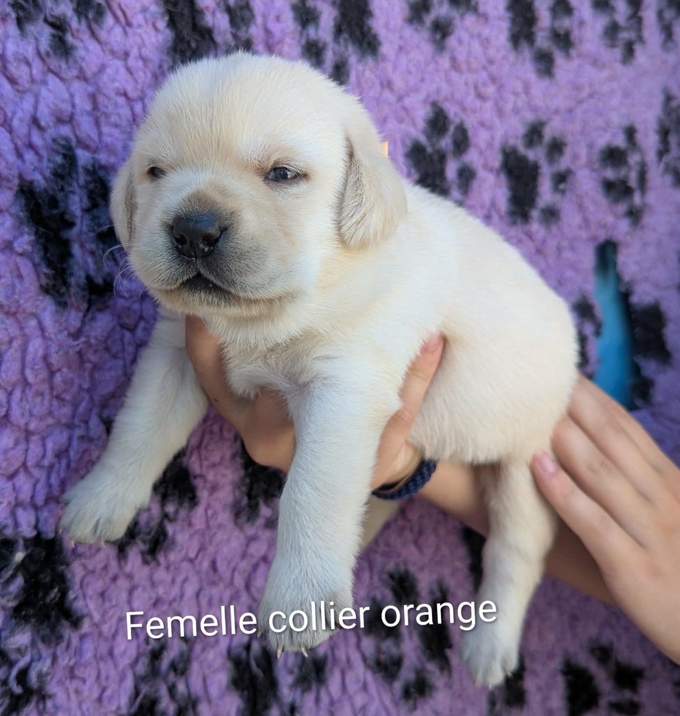 Du Domaine Charlésien - Chiots disponibles - Labrador Retriever