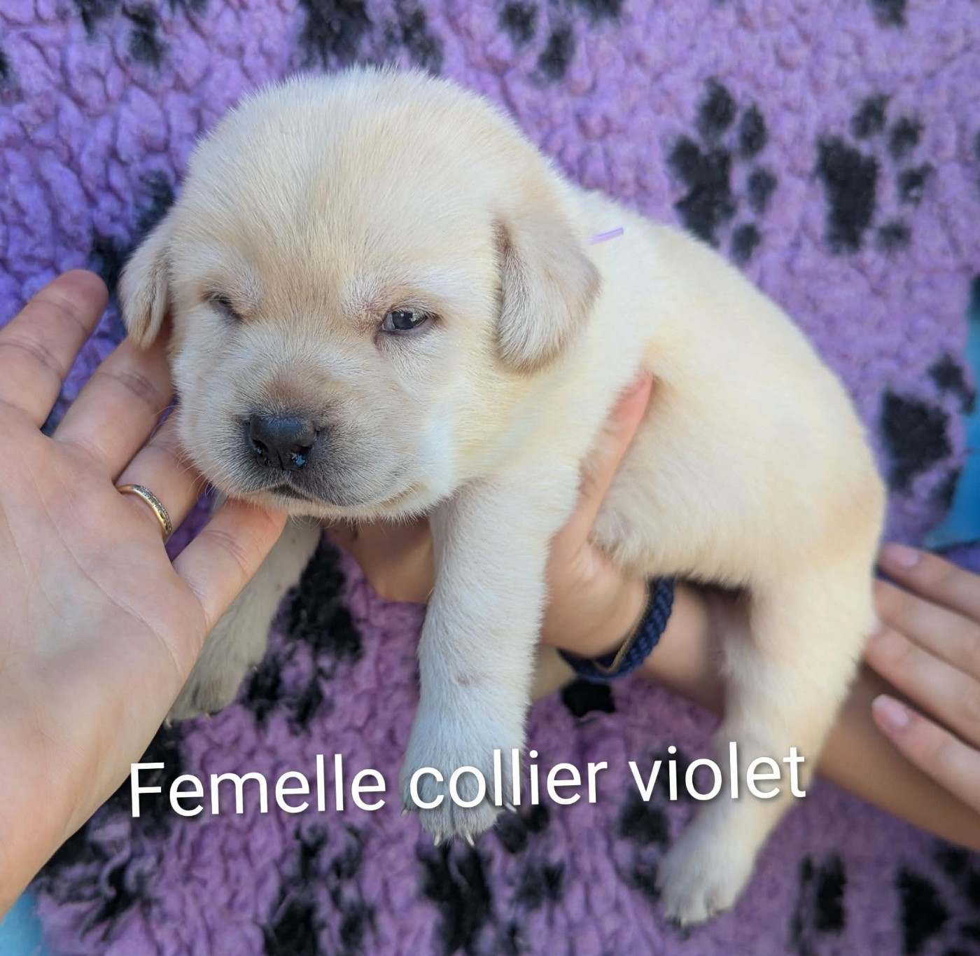 Du Domaine Charlésien - Chiots disponibles - Labrador Retriever