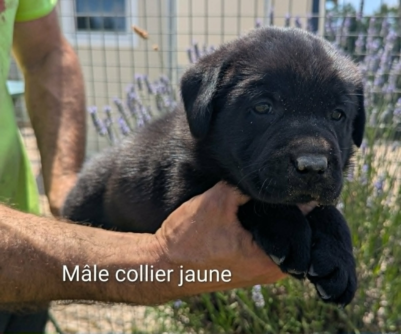 Du Domaine Charlésien - Labrador Retriever - Portée née le 17/05/2026